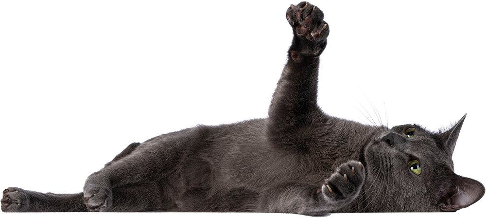 cat-page-bottom-payment
